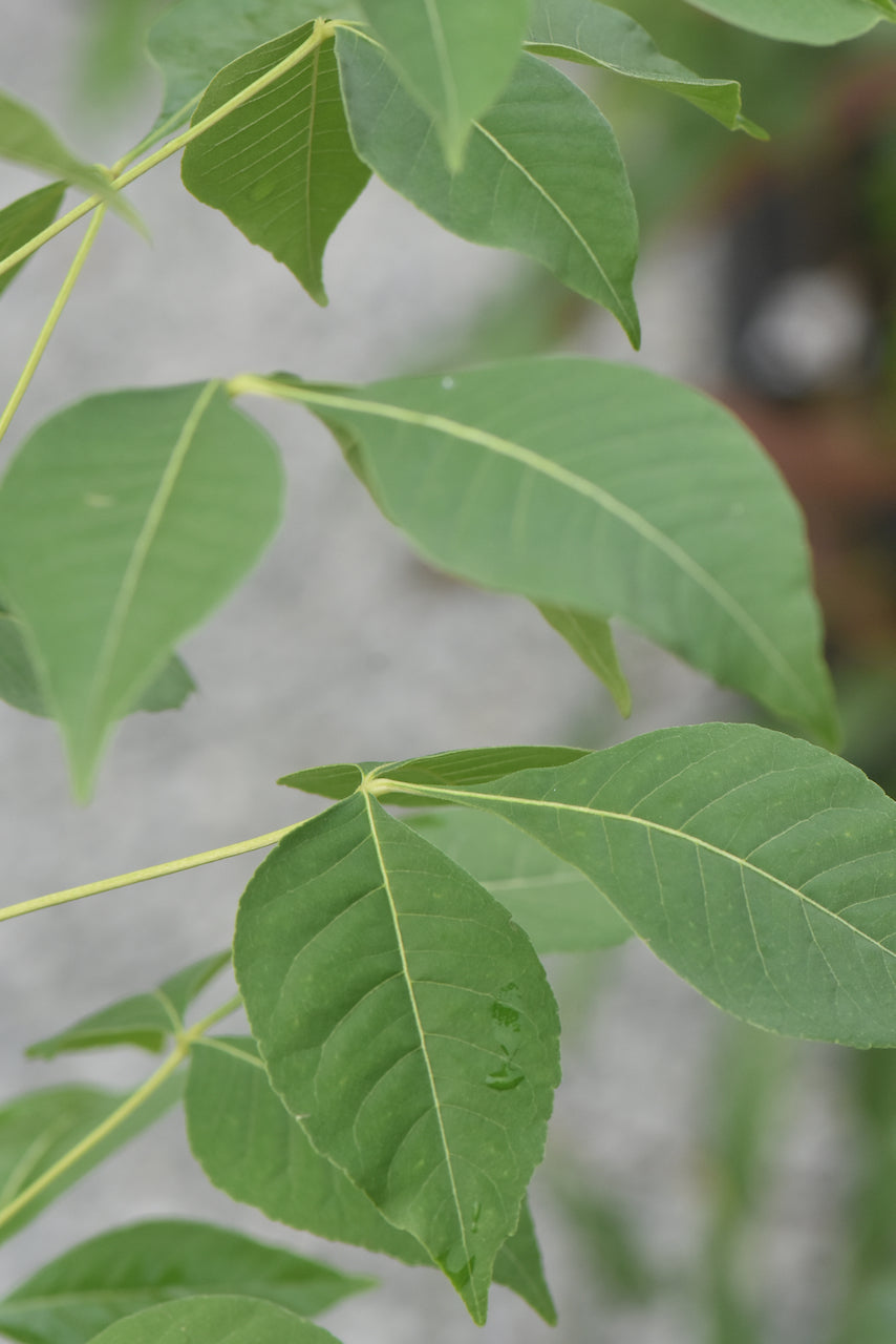 Ptelea trifoliata  (Hop Tree)