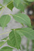 Ptelea trifoliata  (Hop Tree)