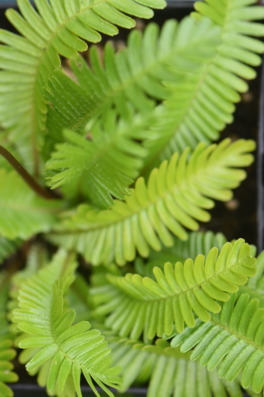 Pteridophyllum racemosum  (Fern Leaf Woodland Poppy)