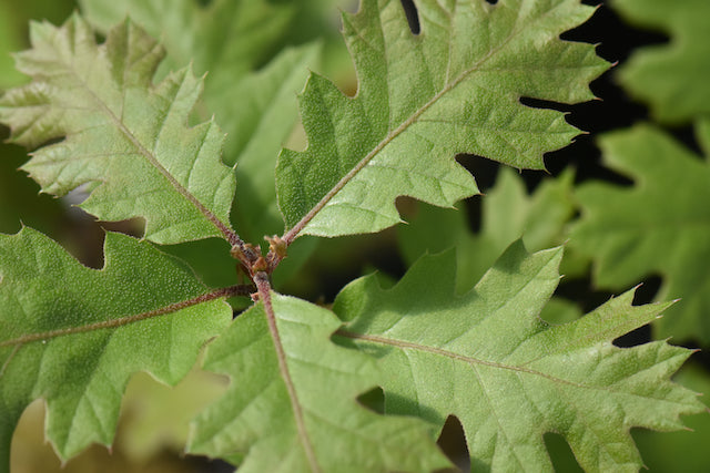 Quercus kellogii  (California Black Oak)