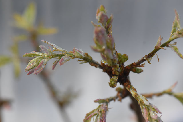 Quercus x undulata &#39;Red October&#39; (Southwest Oak)