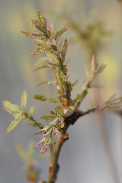 Quercus x undulata 'Red October' (Southwest Oak)