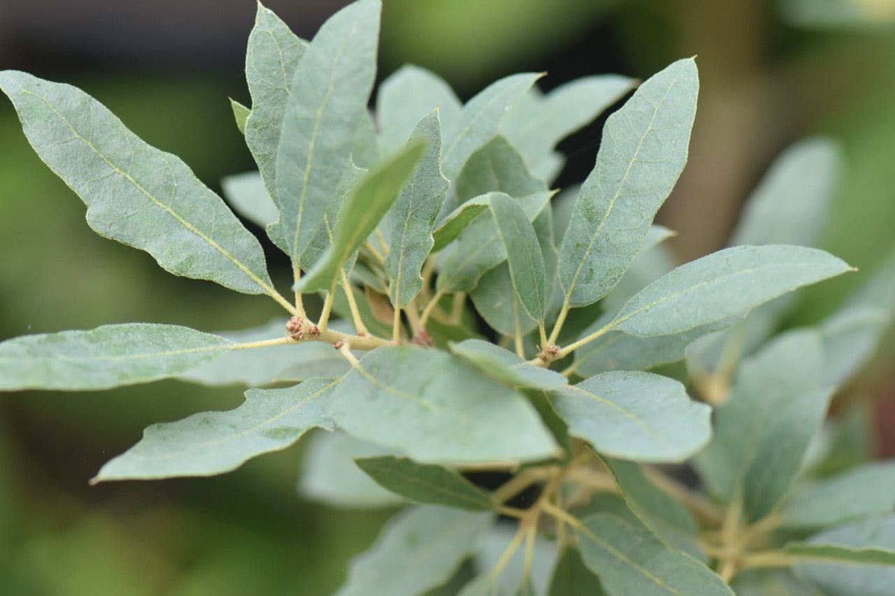 Quercus x undulata 'Mesa de Maya' (Mesa de Maya Wavyleaf Oak)