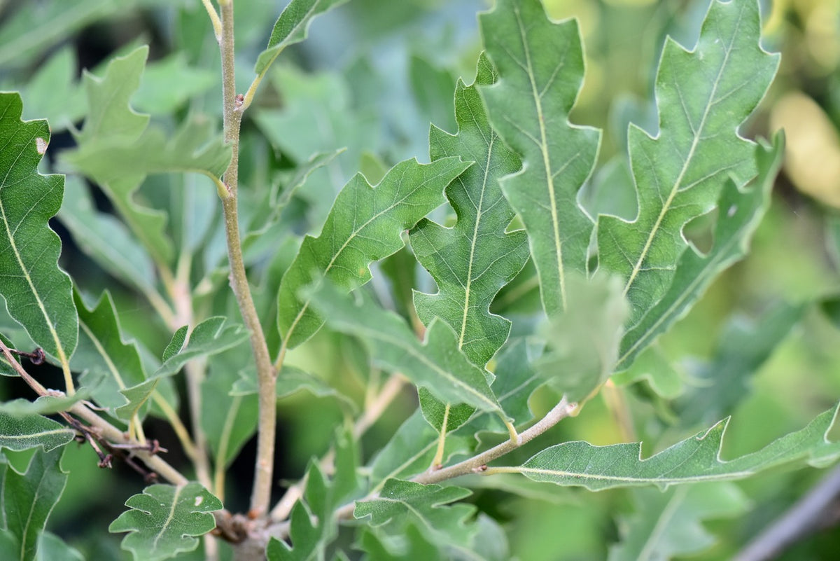 Quercus x undulata &#39;Toll Gate Canyon&#39; (Toll Gate Canyon Wavyleaf Oak)