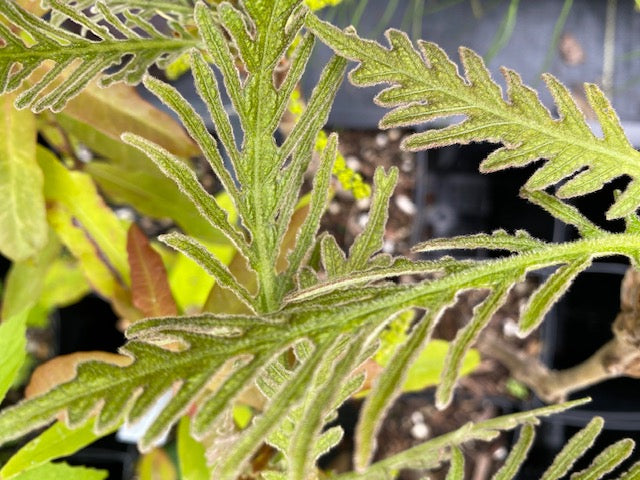 Quercus dentata 'Pinnatifida' (Japanese Emperor Oak)