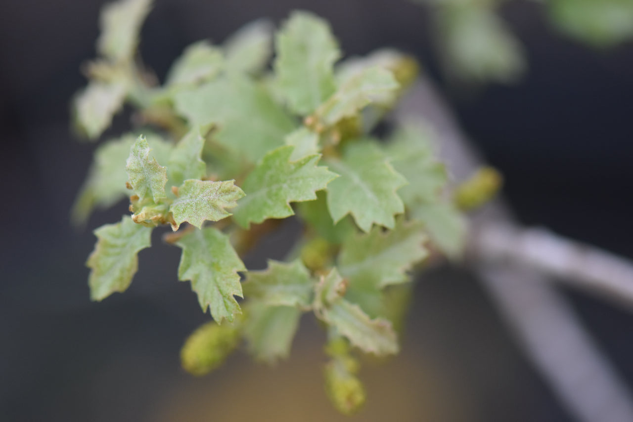 Quercus x undulata 'Dolores River' (Dolores River Southwest Heritage Oak)