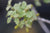 Quercus x undulata 'Dolores River' (Dolores River Southwest Heritage Oak)