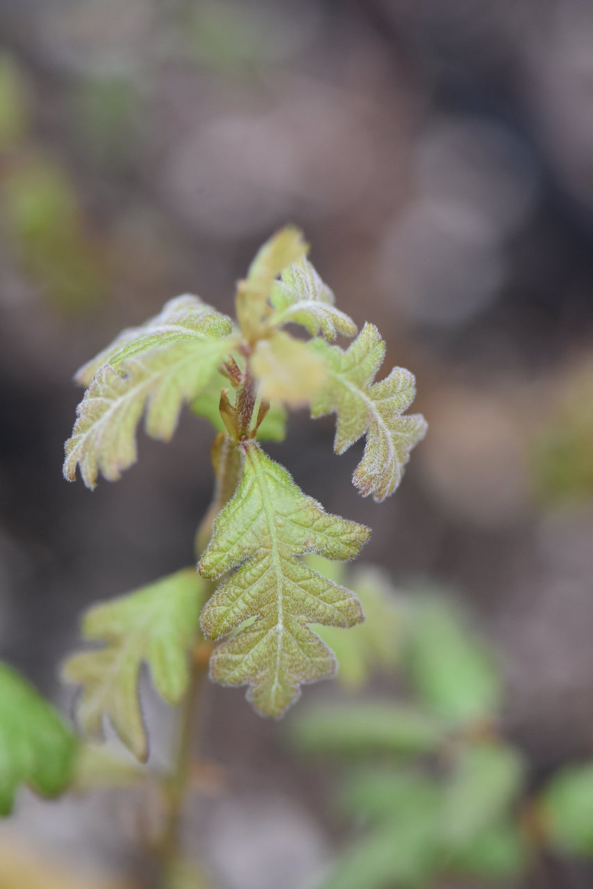 Quercus garryana (Oregon White Oak, Garry Oak)