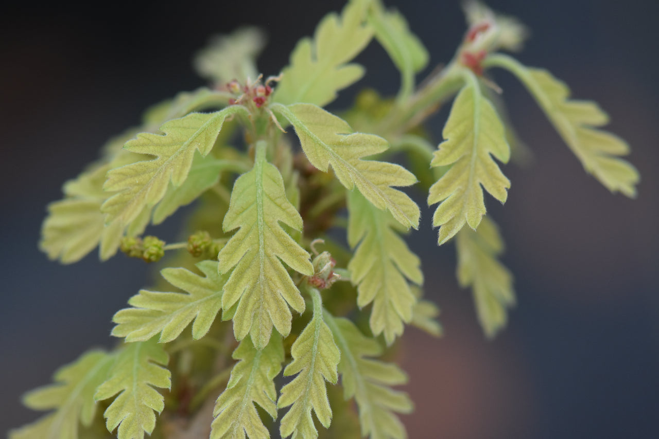 Quercus 'Jack Maze' (Southwest Oak)