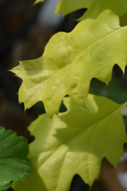 Quercus rubra &#39;Aurea&#39; (Golden Red Oak)