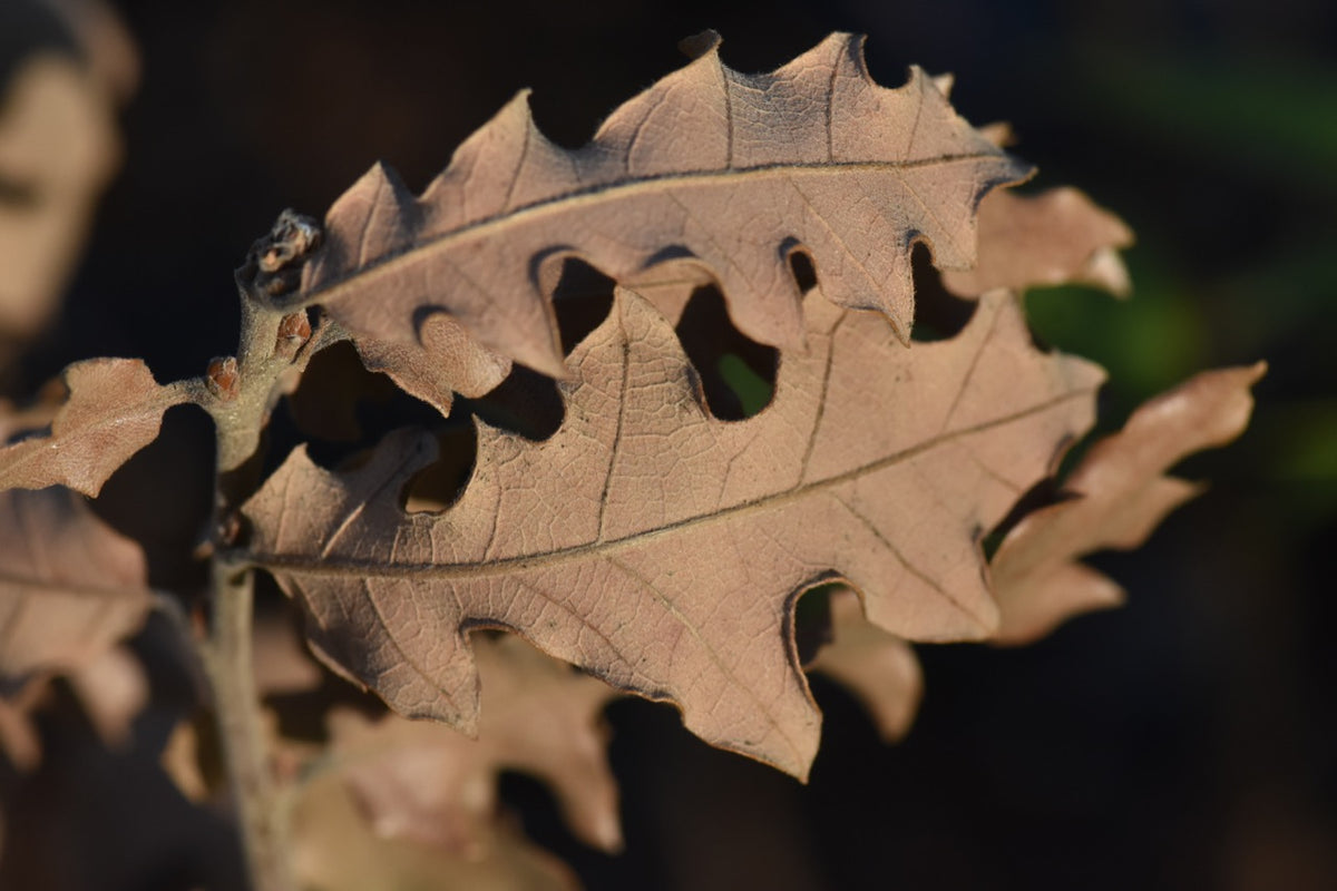 Quercus x undulata &#39;Toll Gate Canyon&#39; (Toll Gate Canyon Wavyleaf Oak)