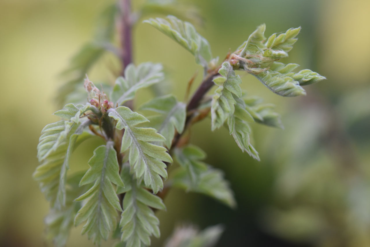 Quercus 'Westward Ho' (Westward Ho! Southwest Oak)