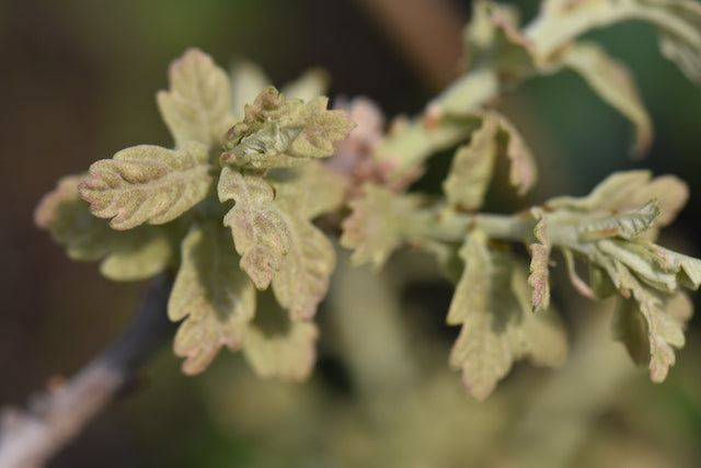 Quercus 'King Canute' (Southwest Oak)