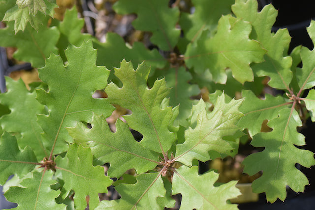 Quercus kellogii  (California Black Oak)