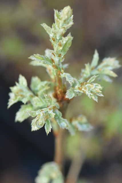 Quercus x undulata &#39;Phantom Holly&#39; (Southwest Oak)