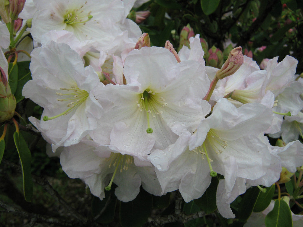 Rhododendron decorum 'Huyu' (Species Rhododendron)