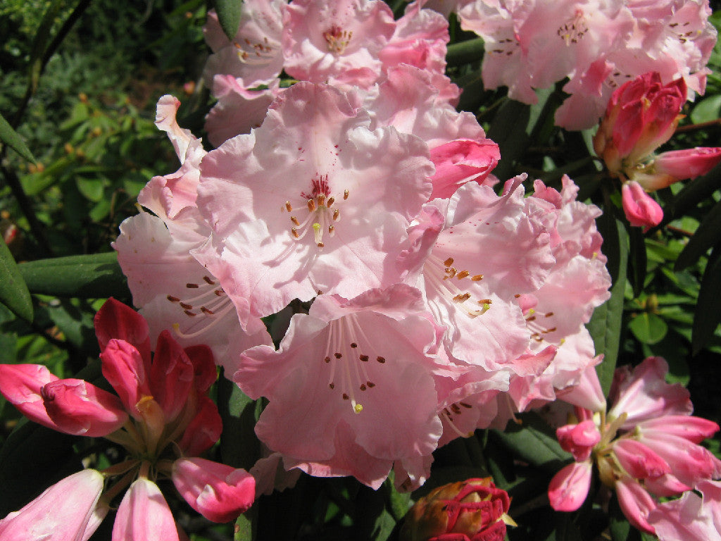 Rhododendron morii (Species Rhododendron)