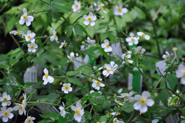 Ranunculus aconitifolius (Fair Maids Of France)