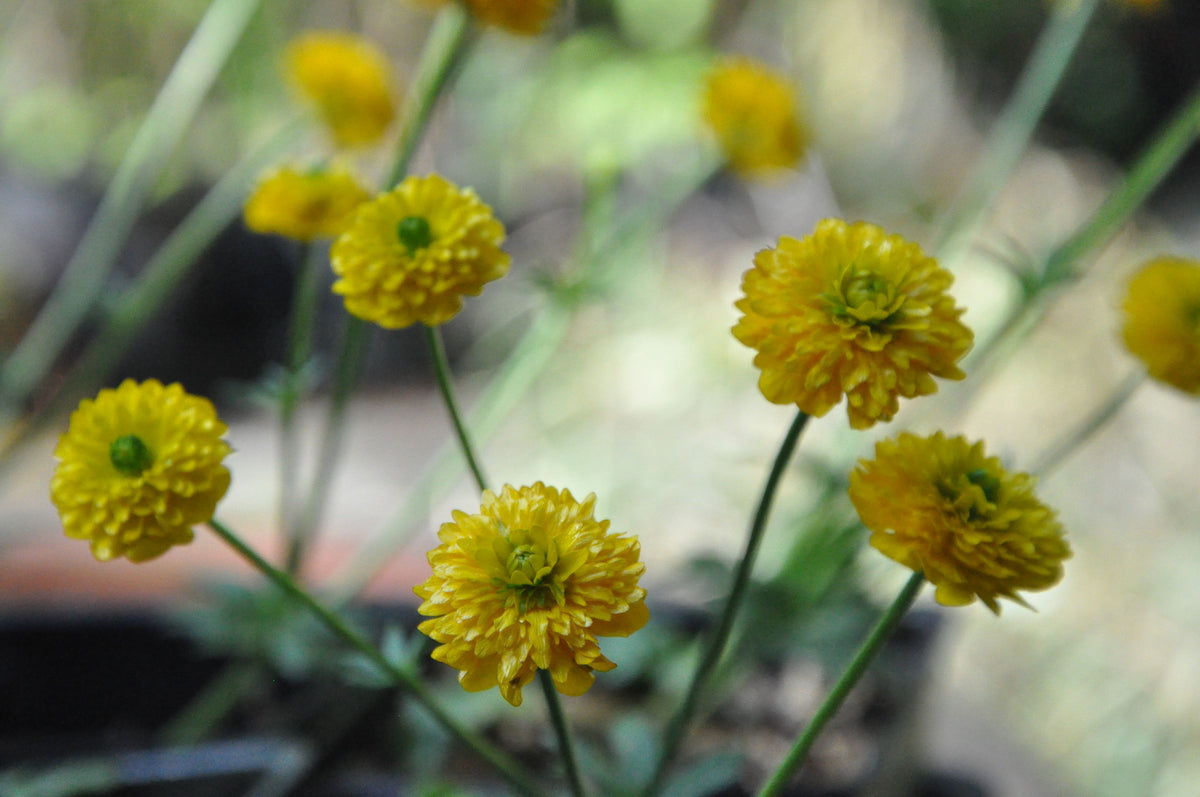 Ranunculus acris &#39;Fore Pleno&#39; (Double Yellow Ranunculus)