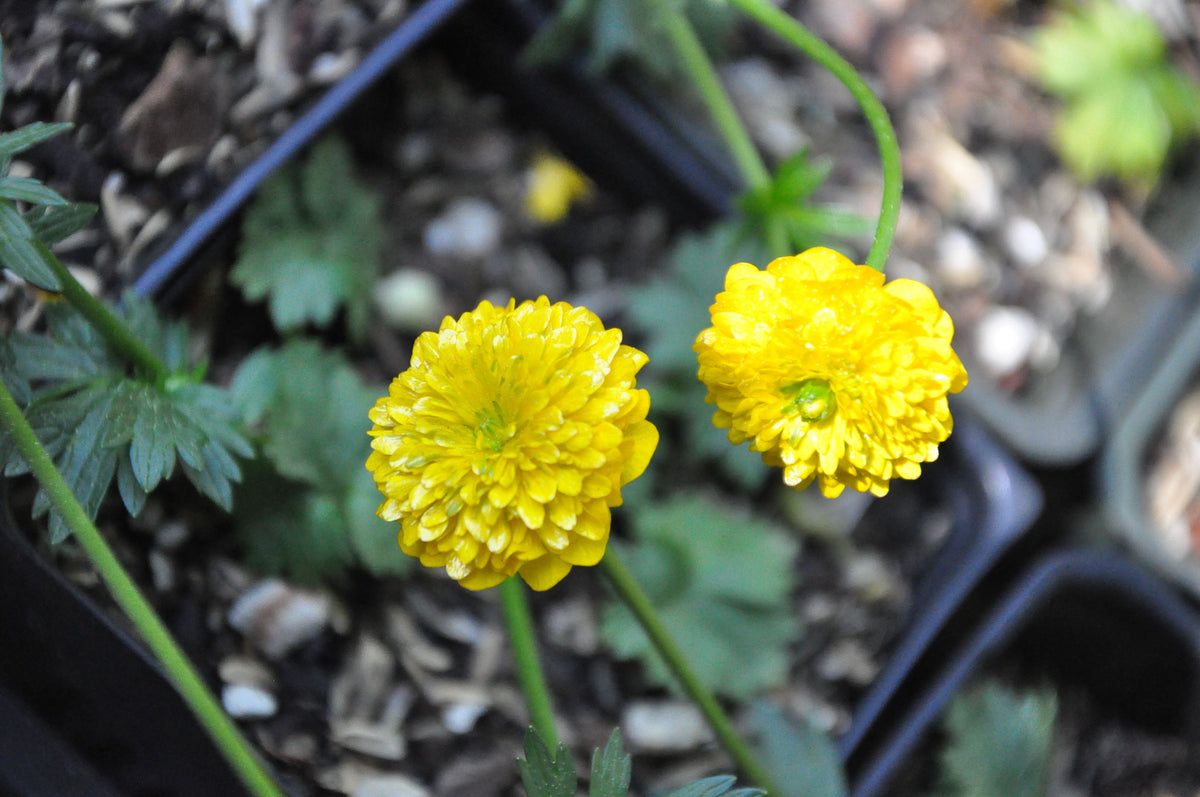 Ranunculus acris &#39;Fore Pleno&#39; (Double Yellow Ranunculus)