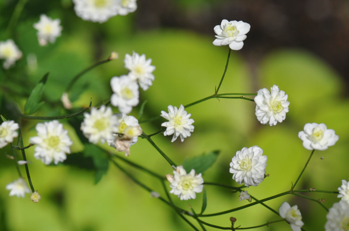 Ranunculus aconitifolius &#39;Flore Pleno&#39; (Fair Maids Of France)