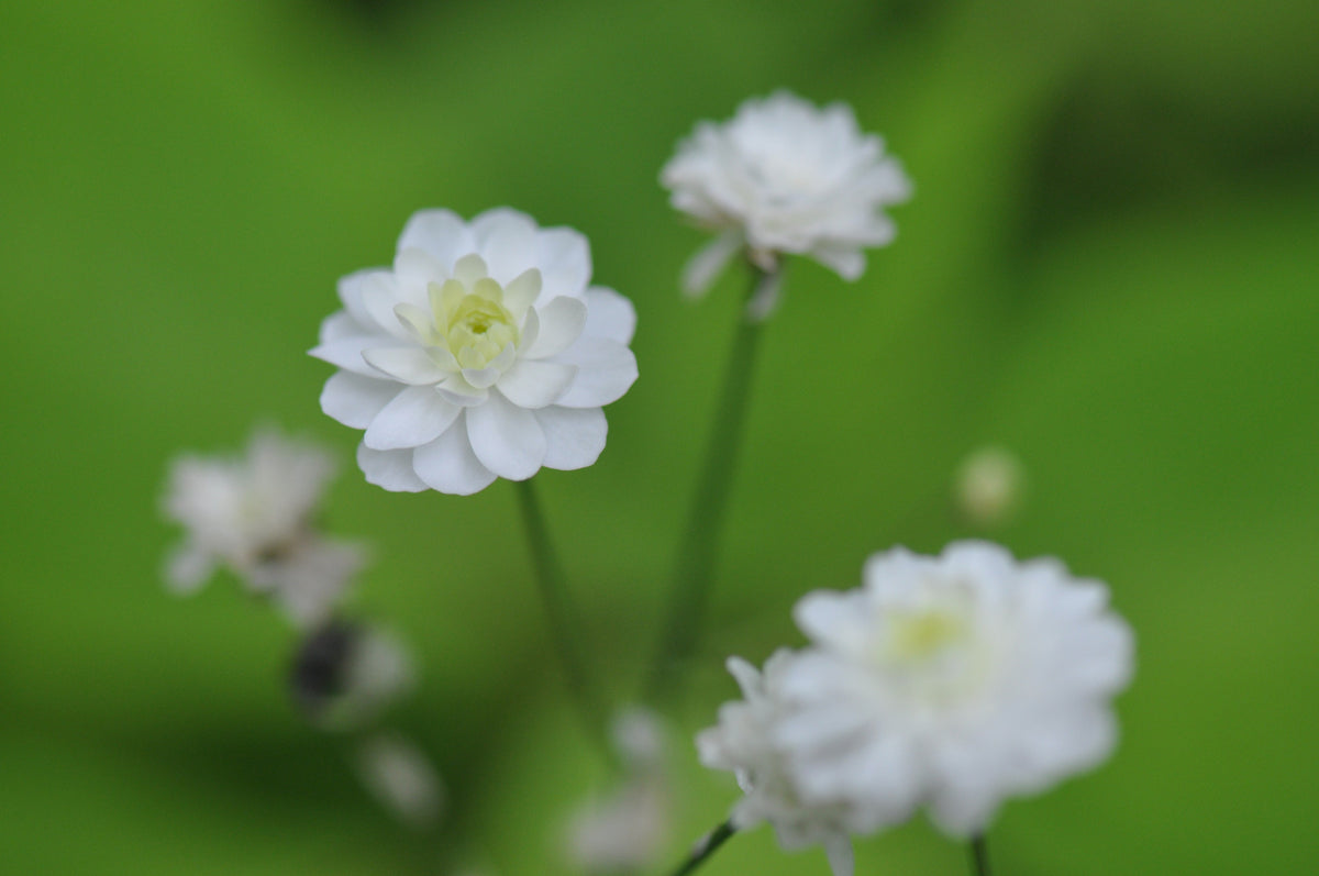 Ranunculus aconitifolius &#39;Flore Pleno&#39; (Fair Maids Of France)