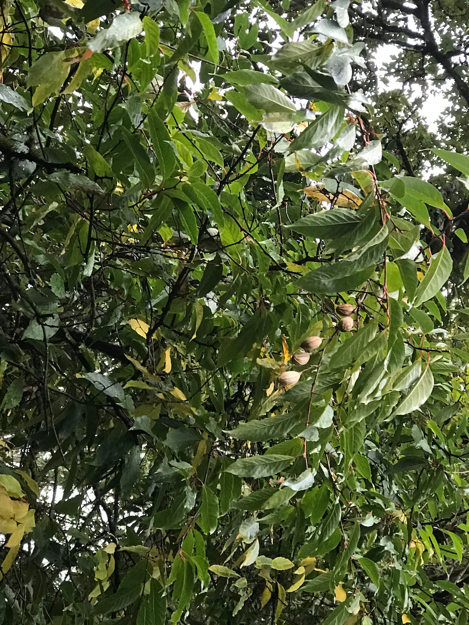 Rehderodendron macrocarpum