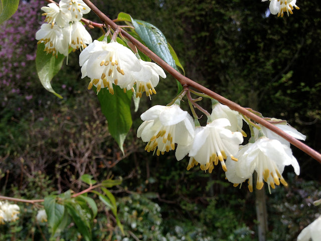 Rehderodendron macrocarpum