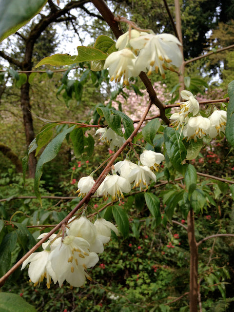 Rehderodendron macrocarpum