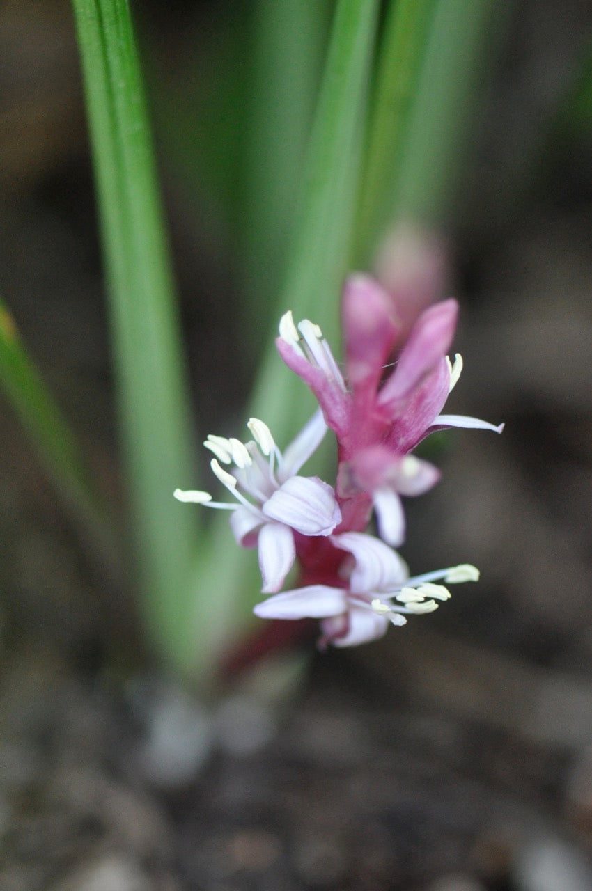 Reineckia carnea (False Mondo Grass)