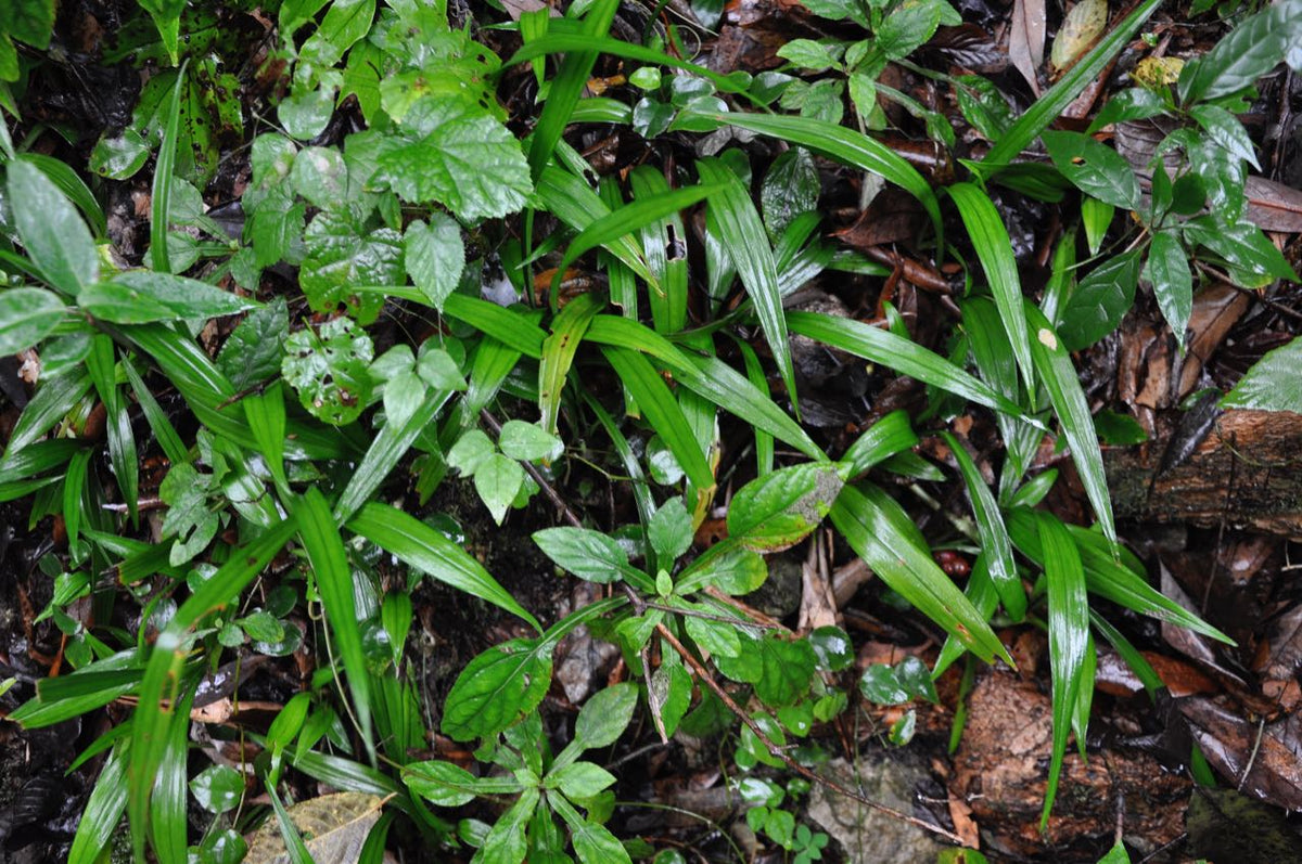 Reineckia carnea (False Mondo Grass)