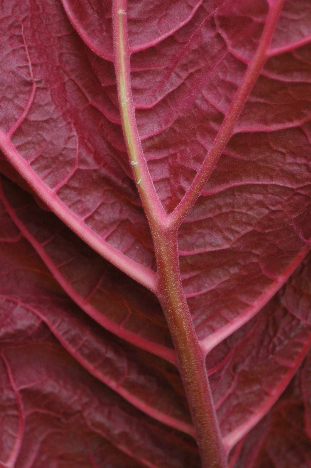 Rheum palmatum var. tanguticum (Ornamental Rhubarb)