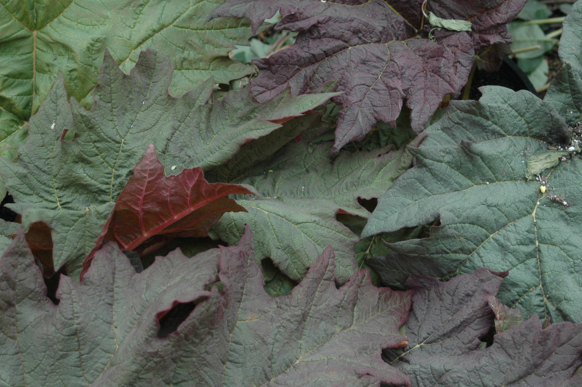 Rheum palmatum var. tanguticum (Ornamental Rhubarb)