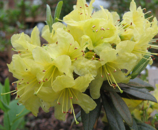 Rhododendron 'Goldilocks' (Hybrid Lepidote Rhododendron)