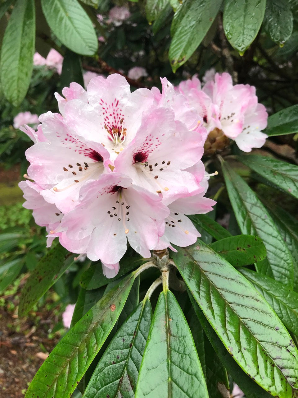 Rhododendron asterochnoum (Species Rhododednron)