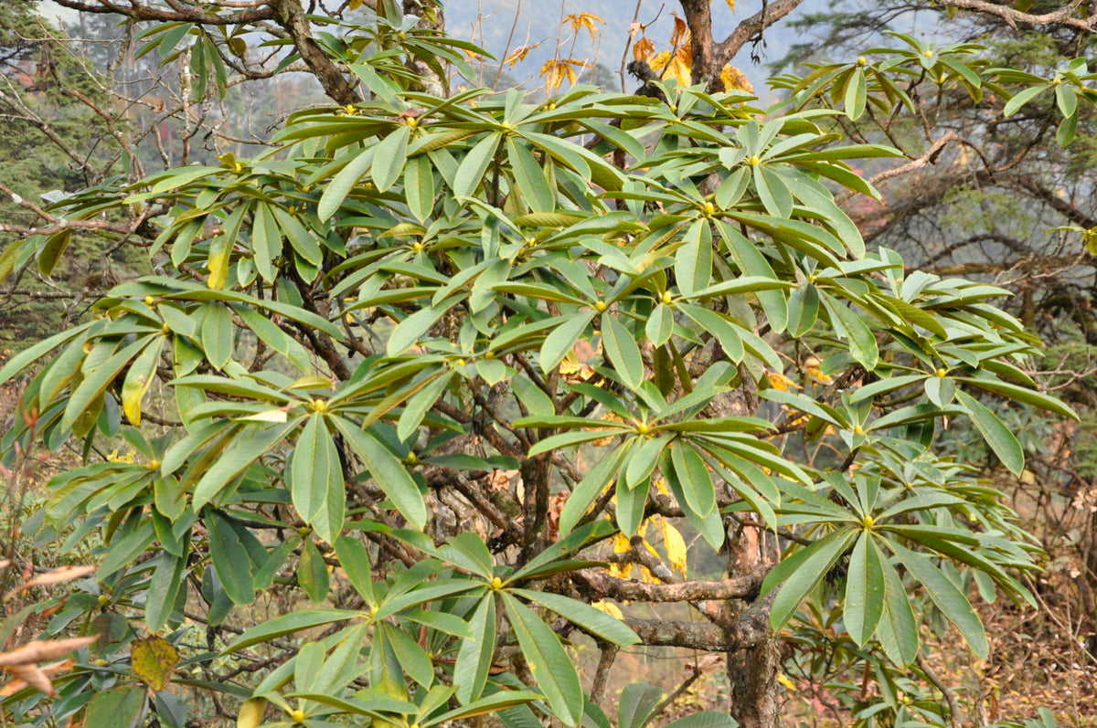 Rhododendron asterochnoum (Species Rhododednron)