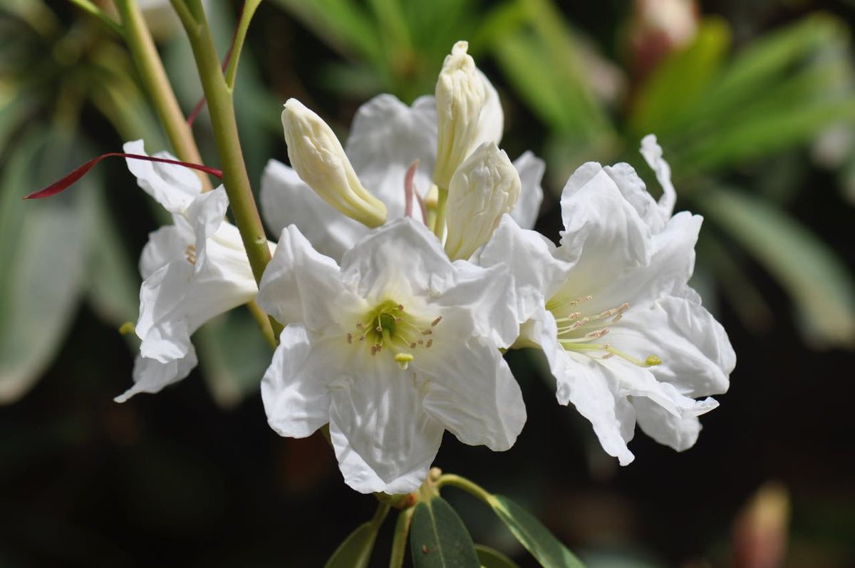 Rhododendron decorum ZHNP046 (Species Rhododendron)