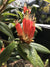Rhododendron spinuliferum  (Species Rhododendron)