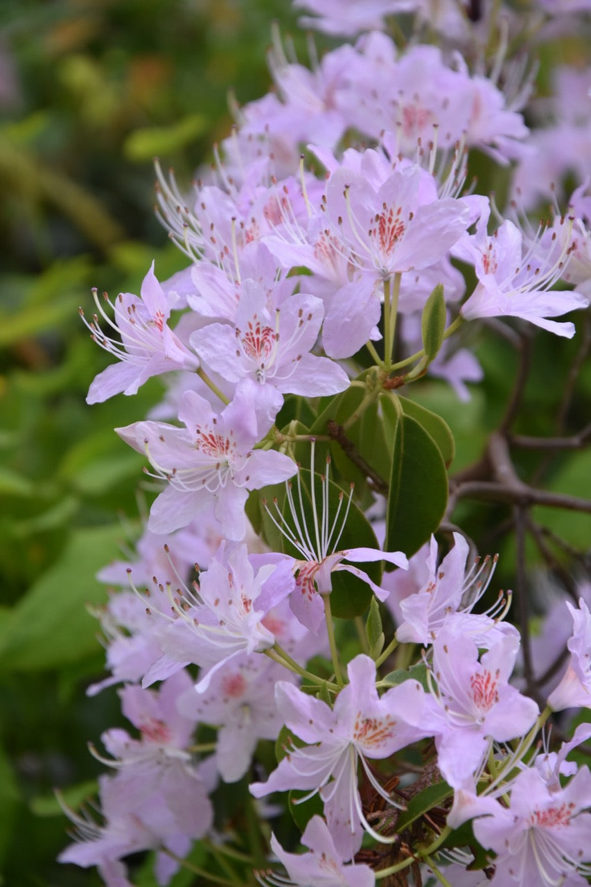 Rhododendron yunnanense (Yunnan Rhododendron)