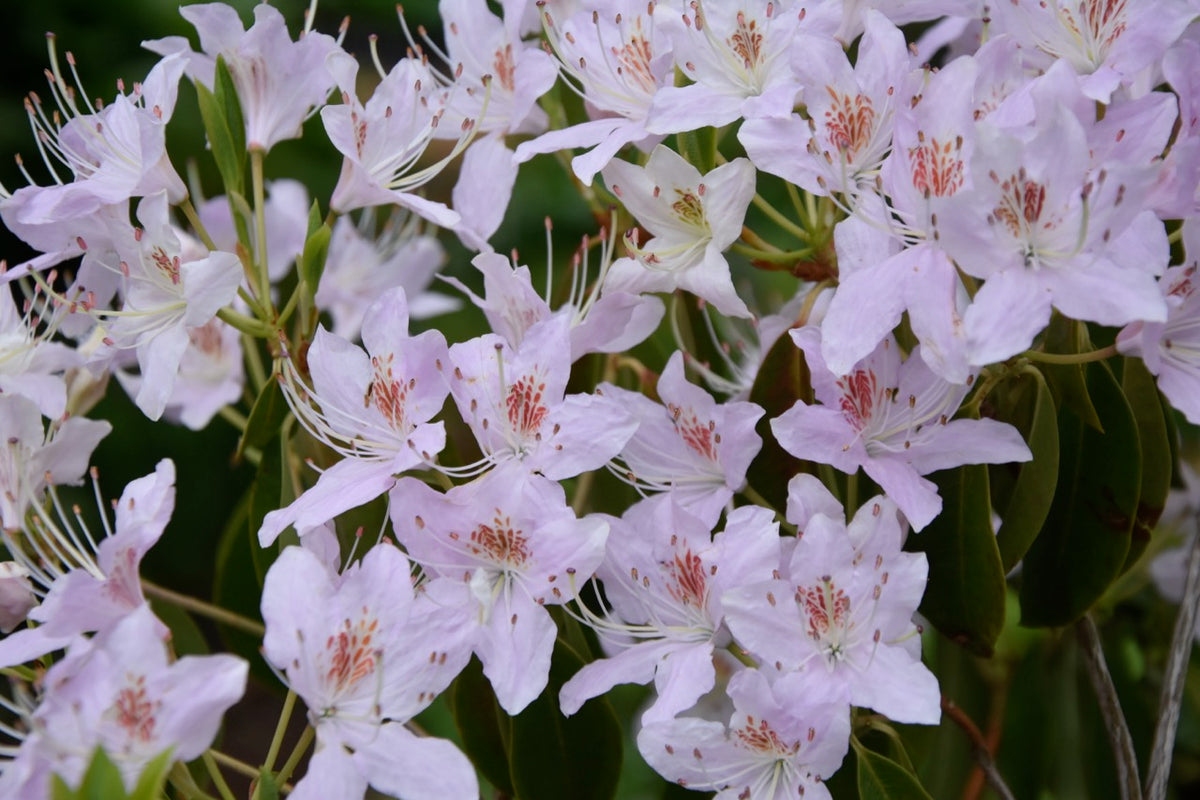 Rhododendron yunnanense (Yunnan Rhododendron)