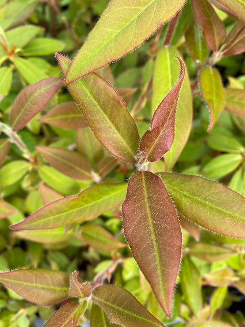 Rhododendron sp. ZHN15-062  (Species Rhododendron)