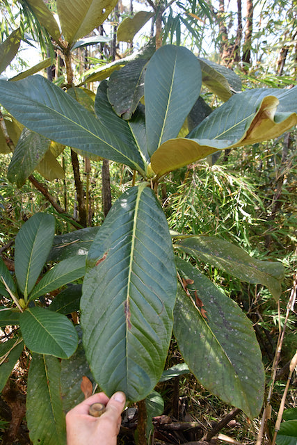 Rhododendron sinogrande var. boreale ZHN17-050  (Species Rhododendron)