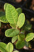 Rhododendron sp. ZHN17-065 (Species Rhododendron)