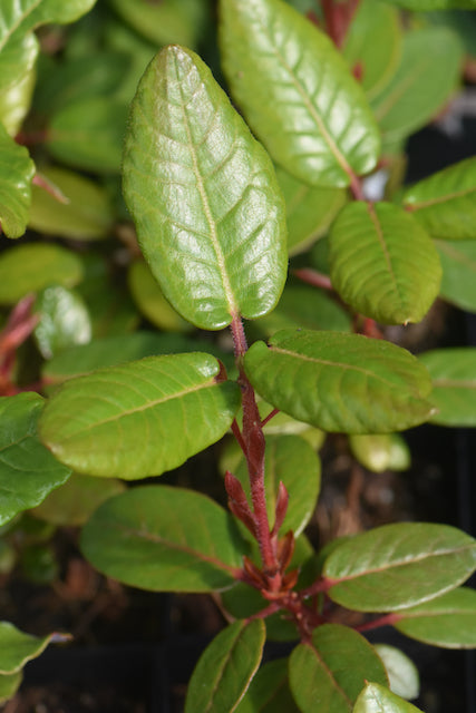 Rhododendron sp. ZHN17-073  (Species Rhododendron)