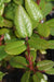 Rhododendron sp. ZHN17-073  (Species Rhododendron)