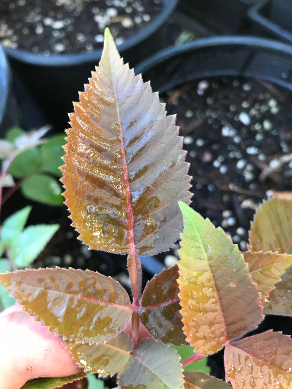 Rhus sp. ZHNP200 (Chinese Lacquer Tree)