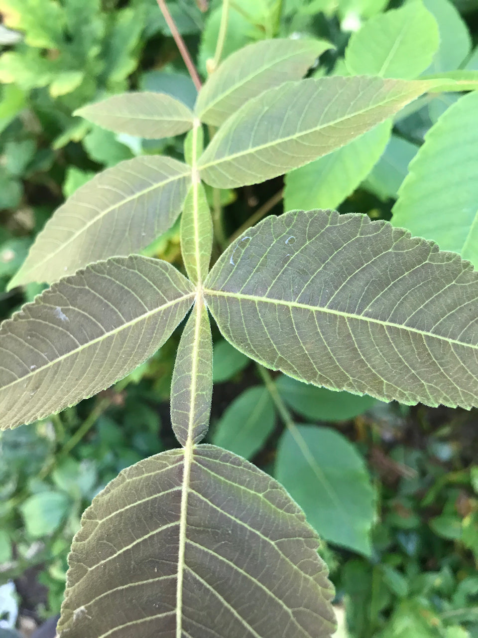 Rhus sp. ZHNP200 (Chinese Lacquer Tree)