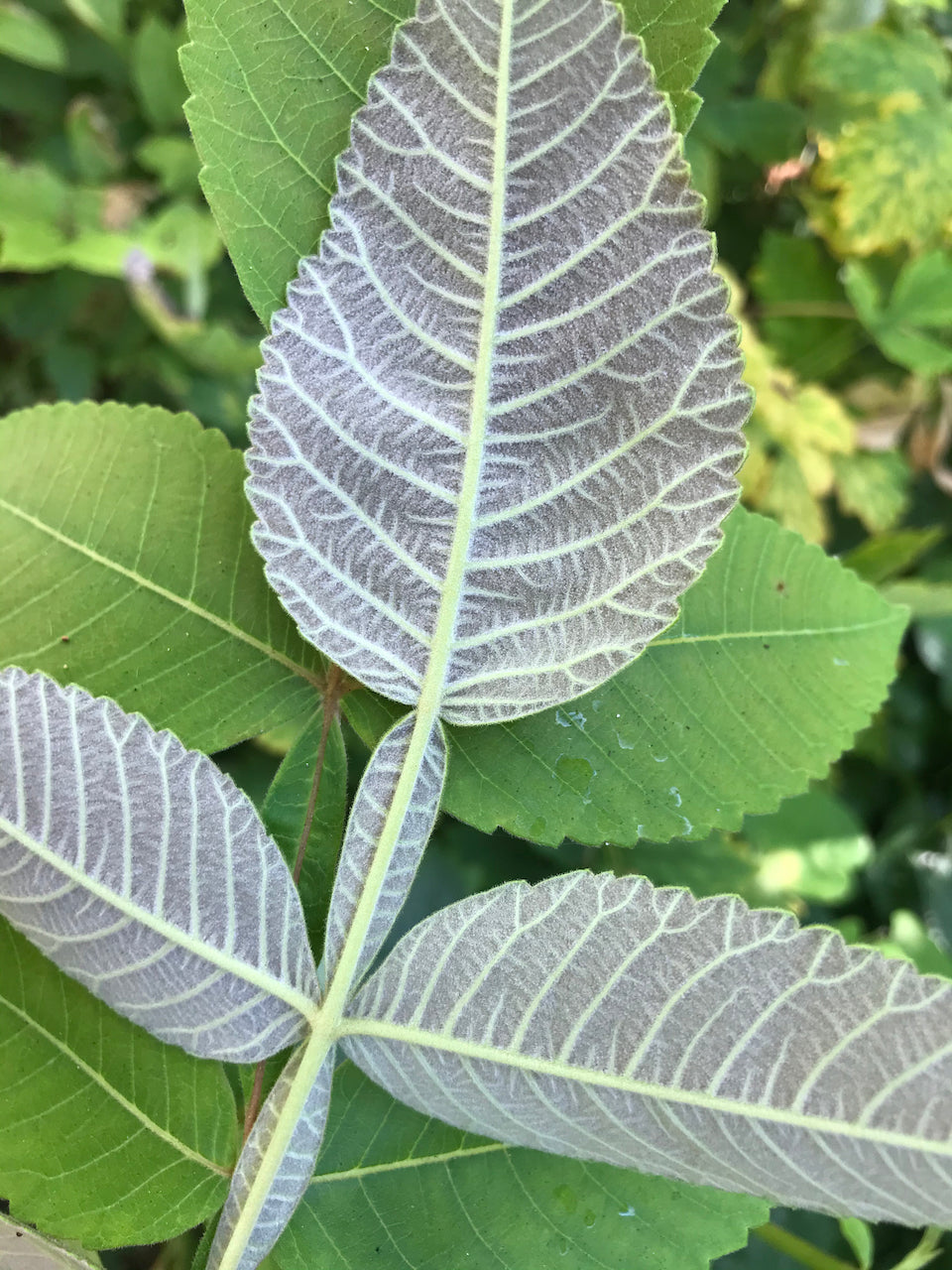 Rhus sp. ZHNP200 (Chinese Lacquer Tree)