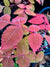 Rhus sp. ZHNP200 (Chinese Lacquer Tree)