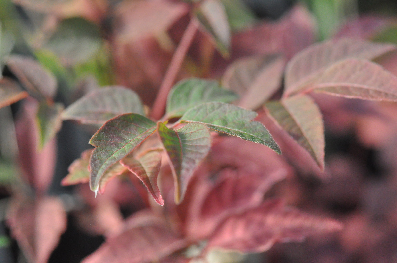 Rhus trichocarpa (Brilliant Sumac)